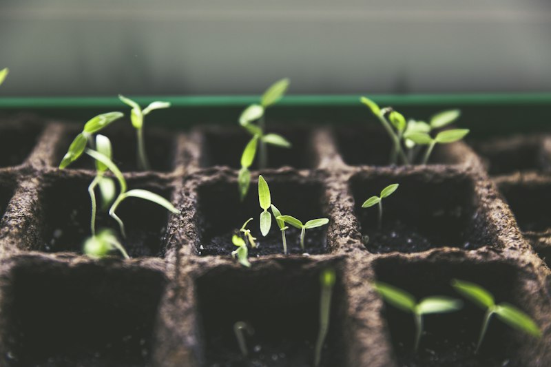 Sapling Care & Environmental Stewardship &bull; Jivansha Foundation